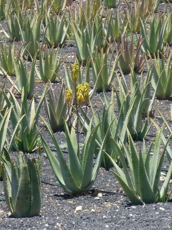 Aloe vera