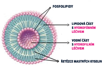 lipozom