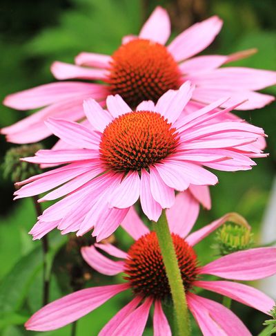 echinacea