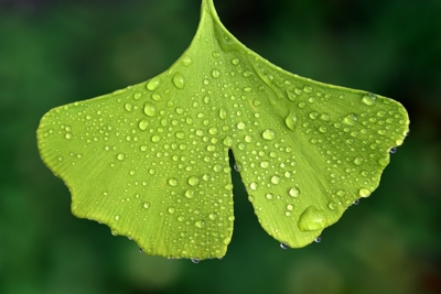 Ginkgo biloba