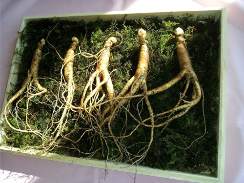 ženšen_panax ginseng